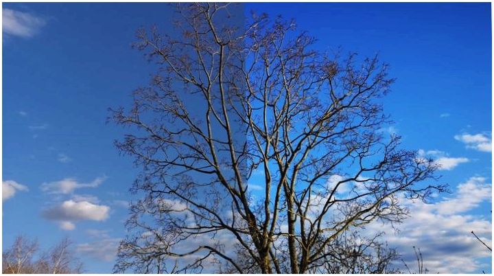 Фототест Huawei P20 Pro: что умеет смартфон с тройной камерой